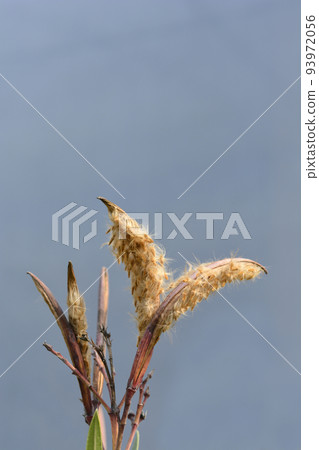 Common oleander 93972056