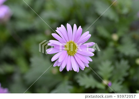 Swan River Daisy Fresco Candy 93972057