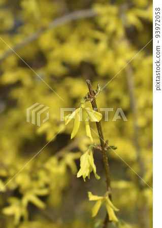 Weeping forsythia 93972058