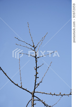 Sweet cherry 93972059