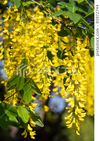 Common Laburnum, Laburnum anagyroides Common Laburnum, Laburnum anagyroides 93972744