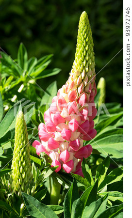 Garden Lupin, Lupinus polyphyllus 93972746