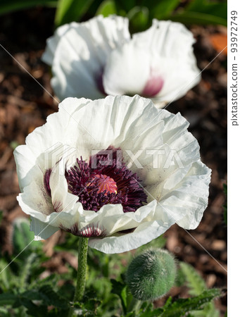 Oriental Poppy, Papaver orientale Oriental Poppy, Papaver orientale 93972749