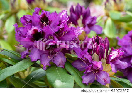 Rhododendron Hybrid Orakel, Rhododendron hybrid 93972757
