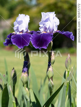 German iris, Iris barbata German iris, Iris barbata 93972772
