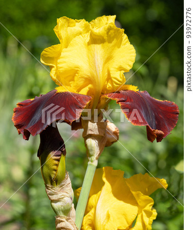 German iris, Iris barbata 93972776