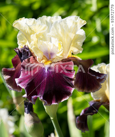 German iris, Iris barbata German iris, Iris barbata 93972779