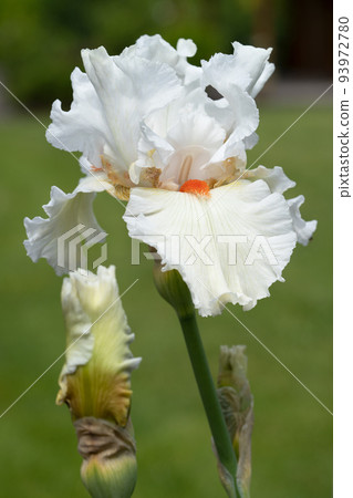 German iris, Iris barbata German iris, Iris barbata 93972780