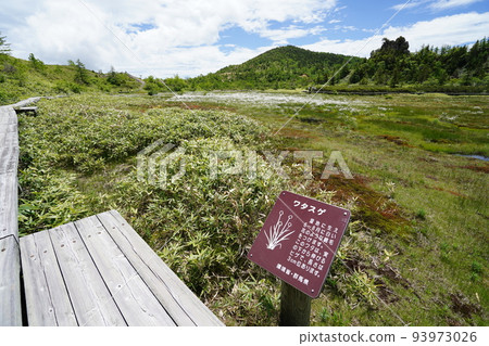 群馬縣吾妻郡草津白根由美池沿國道 292 號線，在沼澤中的 Watasuge 山頂附近 2022 年 6 月 28 日 93973026
