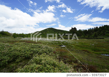 Kusatsu-Shirane, Agatsuma-gun, Gunma Prefecture Yumiike along Route 292 near the summit of the mountain Watasuge in the marsh June 28, 2022 Kusatsu-Shirane, Agatsuma-gun, Gunma Prefecture Yumiike along Route 292 near the summit of the mountain Watasuge in the marsh June 28, 2022 93973027