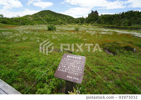Kusatsu-Shirane, Agatsuma-gun, Gunma Prefecture Yumiike along Route 292 near the summit of the mountain Watasuge in the marsh June 28, 2022 Kusatsu-Shirane, Agatsuma-gun, Gunma Prefecture Yumiike along Route 292 near the summit of the mountain Watasuge in the marsh June 28, 2022 93973032