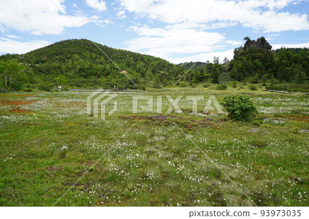 Kusatsu-Shirane, Agatsuma-gun, Gunma Prefecture Yumiike along Route 292 near the summit of the mountain Watasuge in the marsh June 28, 2022 Kusatsu-Shirane, Agatsuma-gun, Gunma Prefecture Yumiike along Route 292 near the summit of the mountain Watasuge in the marsh June 28, 2022 93973035