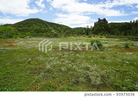 Kusatsu-Shirane, Agatsuma-gun, Gunma Prefecture Yumiike along Route 292 near the summit of the mountain Watasuge in the marsh June 28, 2022 Kusatsu-Shirane, Agatsuma-gun, Gunma Prefecture Yumiike along Route 292 near the summit of the mountain Watasuge in the marsh June 28, 2022 93973036