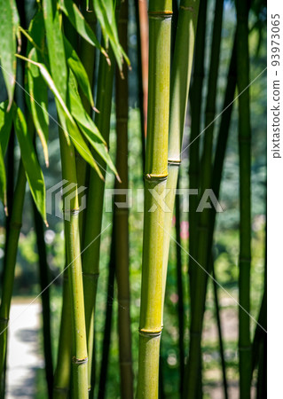 Bamboo forest background Bamboo forest background 93973065