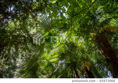 Tropical rain forest background Tropical rain forest background 93973066