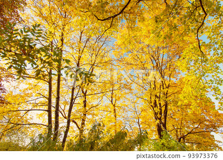 Beautiful view of the autumnal park in the morning. 93973376