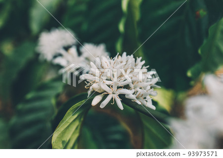 Coffee Flower Blooming On Tree Coffee Flower Blooming On Tree 93973571
