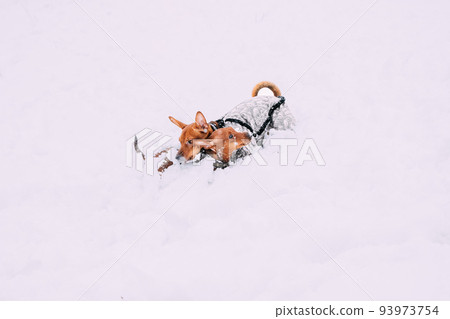 Error 404 Page Not Found Concept. Young Funny Dogs Red Brown Miniature Pinscher Pincher Min Pin Playing And Running Outdoor In Snow, Winter Season. Pet Concept. Pinschers On Winter Walk. Copyspace 93973754