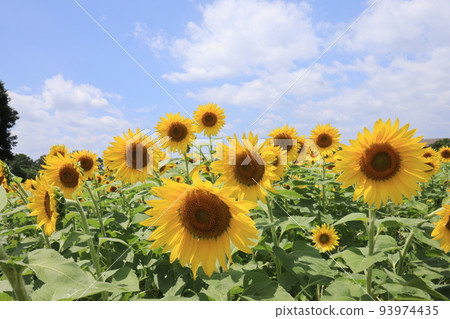 Sunflower 686 93974435