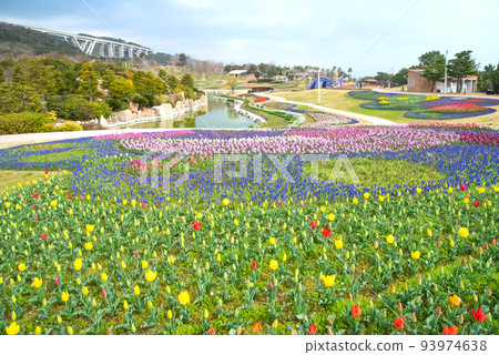 盛開的鬱金香為春天的花壇上色 明石海峽國立公園 93974638