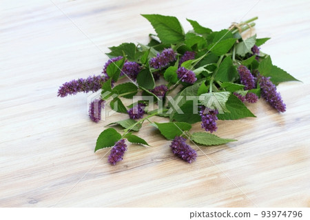 Beautiful Agastache foeniculum in bloom on a table 93974796