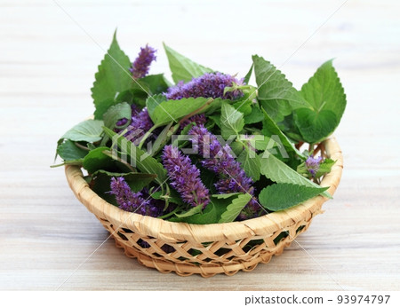 Beautiful Agastache foeniculum in bloom in a basket 93974797