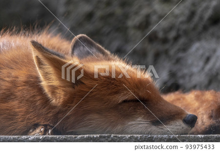Golden jackal in nature tracks down prey, portrait Golden jackal in nature tracks down prey, portrait 93975433
