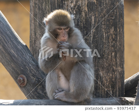 Portrait of a japanese macaque snow monkey 93975437