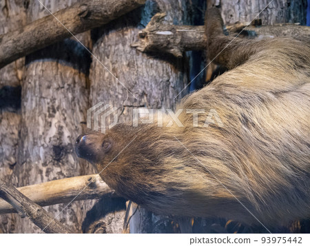 Sloth hanging upside down on a tree branch Sloth hanging upside down on a tree branch 93975442