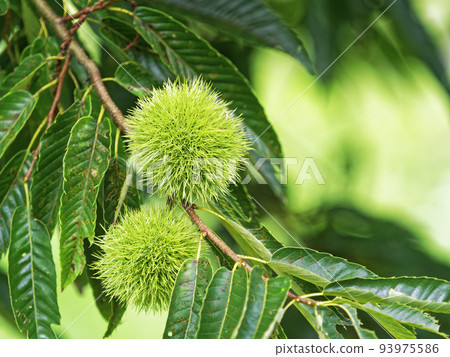 Chestnut fruit Chestnut fruit 93975586