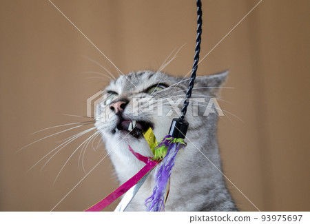 Sabatra cat, a cat that plays with cats 93975697