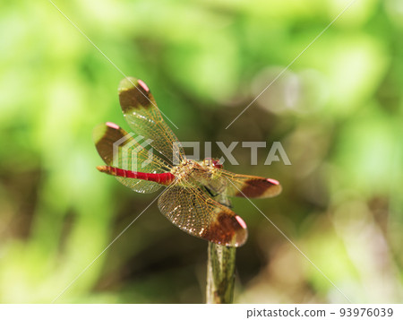 Miyama Macane Miyama Macane 93976039