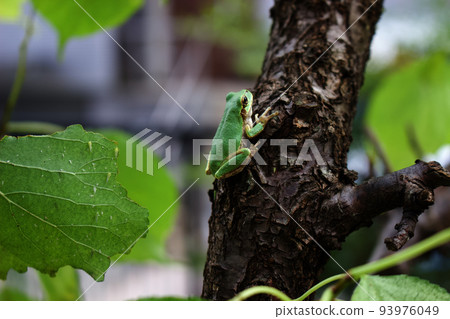Tree frog perched on a tree branch (3) Tree frog perched on a tree branch (3) 93976049