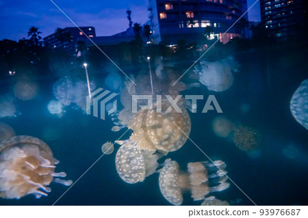 Octopus jellyfish in Kagoshima Long Waterway Octopus jellyfish in Kagoshima Long Waterway 93976687