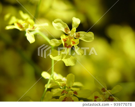 黃花蘭(十二月)文心蘭 06 黃花蘭(十二月)文心蘭 06 93977078