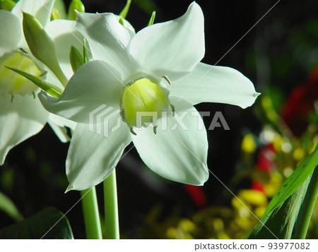 白百合 熱帶植物(三月)亞馬遜百合 10 白百合 熱帶植物(三月)亞馬遜百合 10 93977082