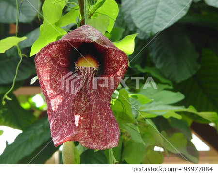 Red tea flower tropical plant (March) Aristologigantea Aristolochiaceae 01 Red tea flower tropical plant (March) Aristologigantea Aristolochiaceae 01 93977084