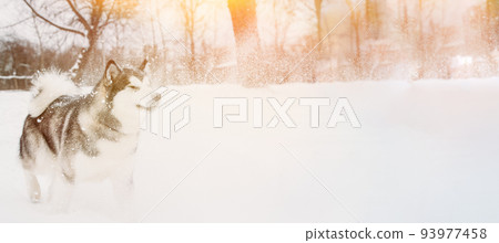 Panoramic View Of Husky Dog Covered By Snow Outdoor In Snow, Winter Season. Search Concept. Pets Play, Jumping And Fast Running. Brave Husky Like Hunter Dog. Funny Happy Dog. Copy Space. Panoramic View Of Husky Dog Covered By Snow Outdoor In Snow, Winter Season. Search Concept. Pets Play, Jumping And Fast Running. Brave Husky Like Hunter Dog. Funny Happy Dog. Copy Space. 93977458