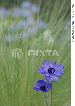 Anemones 93977707