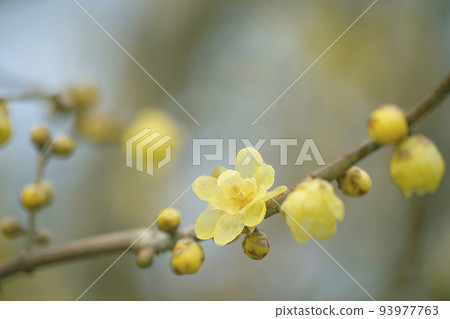 慌張 慌張 93977763