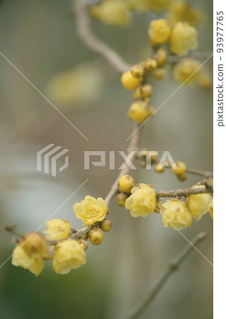 慌張 慌張 93977765