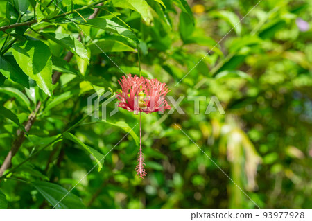 紅芙蓉 Shoeblackplant 的特寫鏡頭 93977928