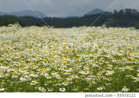 Chamomile flower garden 93978122