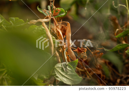 Dried beans in the beds. Agriculture, agronomy, industry Dried beans in the beds. Agriculture, agronomy, industry 93978223