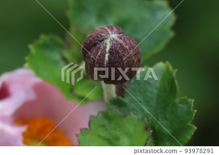 Anemone daisies blooming in a Japanese autumn garden 93978291
