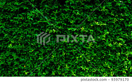 Small green leaves in hedge wall texture background. Closeup green hedge plant in garden. Eco evergreen hedge wall. Natural backdrop. Beauty in nature. Green leaves with natural pattern wallpaper. 93979170
