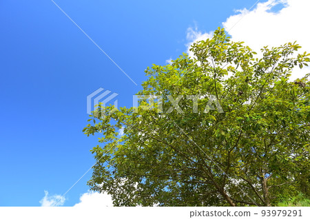 Blue sky and tree image 93979291