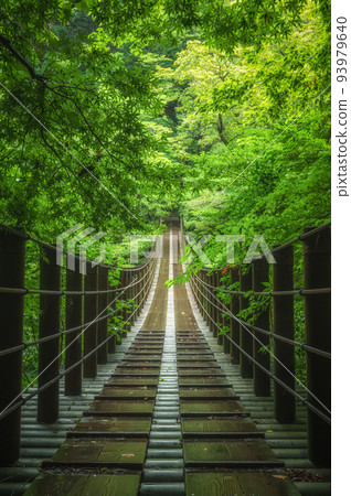 Takahagi City, Ibaraki Prefecture Shiomi Falls Suspension Bridge in Hananuki Valley after the rain 93979640