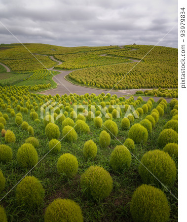 Kokia in Hitachi Seaside Park, Hitachinaka City, Ibaraki Prefecture 93979834