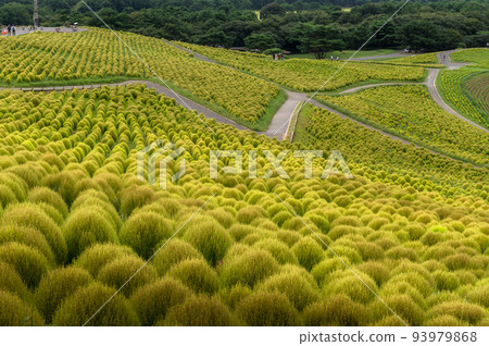 茨城縣常陸那珂市日立海濱公園的Kokia 93979868